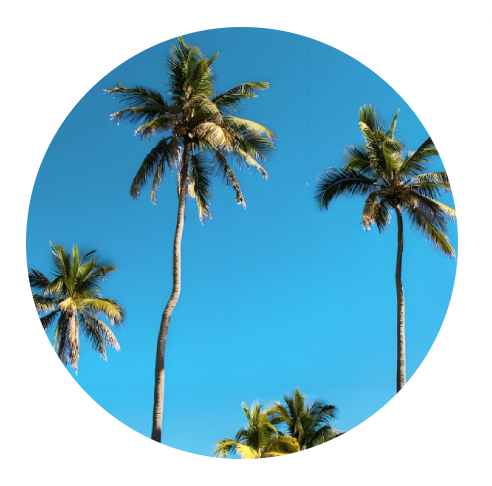 Three tall palm trees against a clear blue sky, viewed through a circular frame.